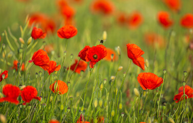 Fototapeta na wymiar Poppies, selective focus on one vibrant red poppy and a flying bumble bee in a field of poppies. Soft, blurred background. Concept: Health, nature and well being. Space for copy.