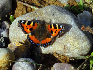 Papillon orangé