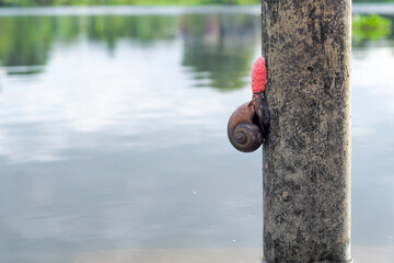 Fototapeta premium Closeup Cherry snail laying a lot of pink eggs on the steel column in the river with blurred river and landscape in background
