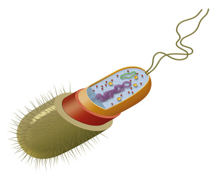 Illustration of the bacteria cell structure