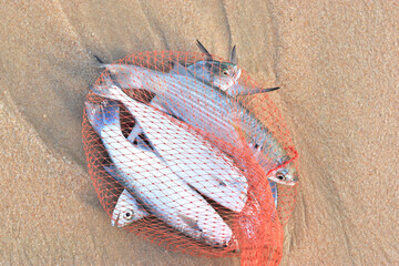 Top view Fish caught in orange nets laid on the sand.