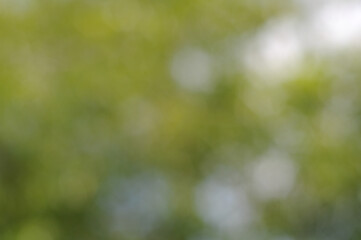 green bokeh background used to make cards for the new year festival on valentines day, birthday, poster, christmas