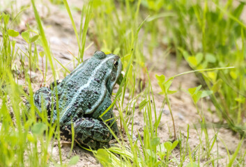 green frog basking in the sun sitting on the shore of a pond