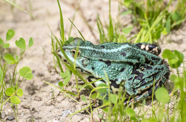green frog basking in the sun sitting on the shore of a pond