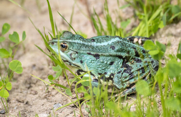 green frog basking in the sun sitting on the shore of a pond