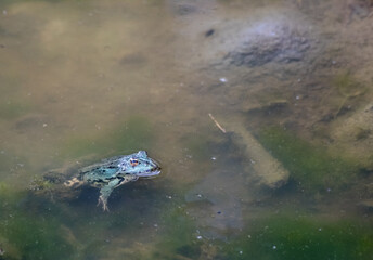 green frog swims in the pond