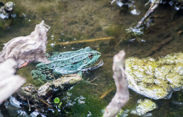 Obraz premium green frog swims in the pond