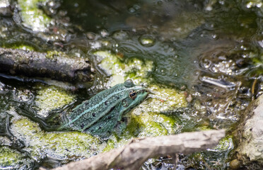 green frog swims in the pond