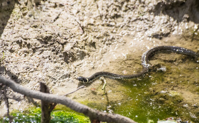 black snake swims in a pond