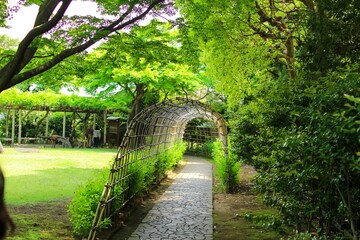 Obraz premium Flower tunnel in a Japanese garden in Tokyo in spring with a stone path