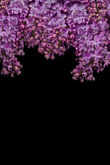 Lilac Flower on black background, copy space