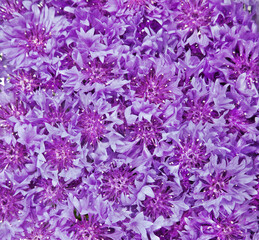 Cornflowers. Beautiful flowers