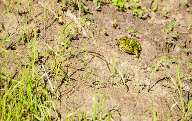 green frog basking in the sun sitting on the shore of a pond