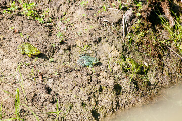 three green frogs basking in the sun sitting on the shore of a pond