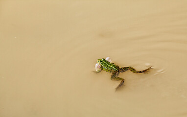 green frog swims in the pond