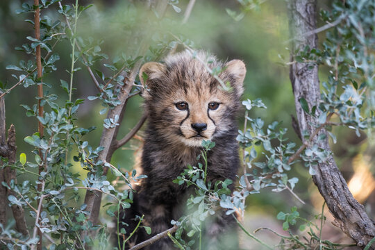Endagered baby cheetah cub