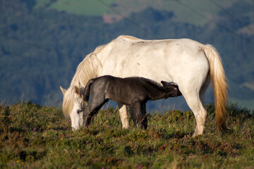 Side view of pure white horse mare grazing with grey black two weeks old foal feeding in a green mountain valley background.