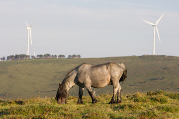 Young grey with black head mountain horse stud grazing in a meadow with wind mill park on a green hill in the background.