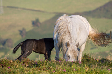 Pure white horse mare with grey black two weeks old foal feeding in a green mountain valley background.