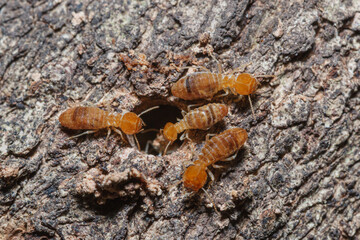 Macro photography of  small termite teams on tree background