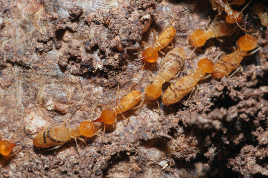 Macro photography of  small termite teams on tree background