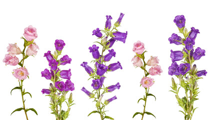 Fototapeta premium Campanula Flowers. Beautiful hand-bell isolated on background. Copy spase, flat lay, top view, Holiday symbol. Greeting card