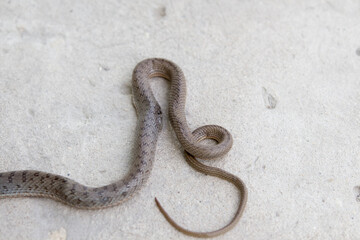  Young gray-brown snake, top view and side view, close-up. Black eyes of a snake. Snake venom prey
