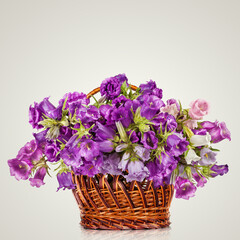Campanula Flowers. Beautiful  hand-bell in basket. Copy spase, flat lay, top view, Holiday symbol. Greeting card