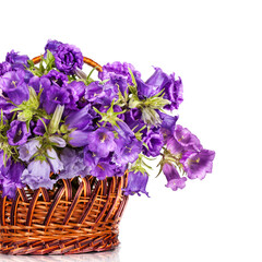 Campanula Flowers. Beautiful  hand-bell in basket