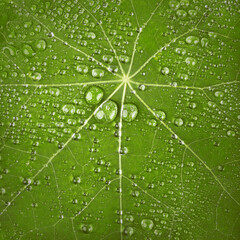 Water drops on green fresh leaf macro. Nature background