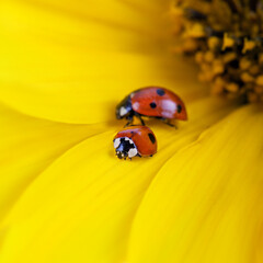 Ladybug sits on a yellow flower