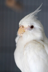Female albino cockatiel portraiture