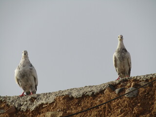animals, moon, kitten, cat, goat, 