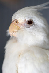 Female albino cockatiel portraiture