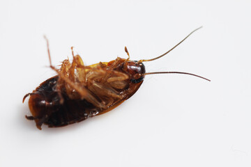 Dead brown cockroach after aplication of insect repellent for pest controlling. Close up shot on a...