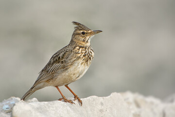 Crested Lark - Galerida cristata, perching bird from European meadows and grasslands, Pag island, Croatia.