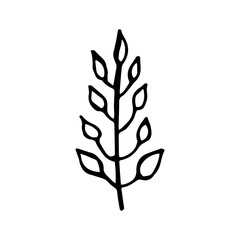 Fototapeta premium Hand drawing flower and leaves branch