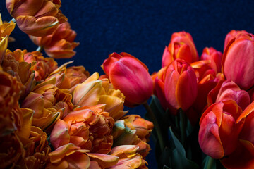 orange and red tulips on a dark blue background