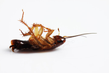 Dead brown cockroach after aplication of insect repellent for pest controlling. Close up shot on a white isolated background.