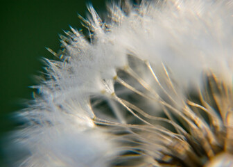 fluffy dandelion fluff and dew drops, blurred details, close up