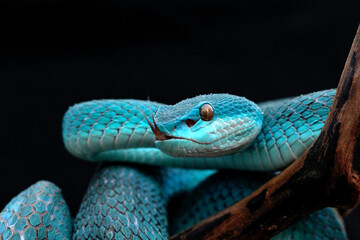 blue insularis