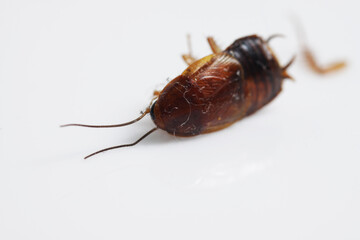 Dead brown cockroach after aplication of insect repellent for pest controlling. Close up shot on a...