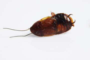 Dead brown cockroach after aplication of insect repellent for pest controlling. Close up shot on a white isolated background.