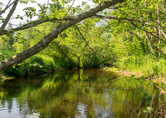Fototapeta na wymiar a small brown river, trees fall into the water, low river calm,.summer forest river reflection landscape..