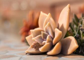 Orange coloured rosette of an Echeveria plant