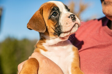 Man holding adorable little boxer puppy in his arms