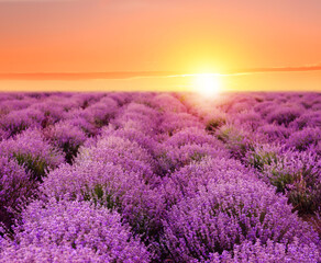 Beautiful blooming lavender in field on summer day at sunset