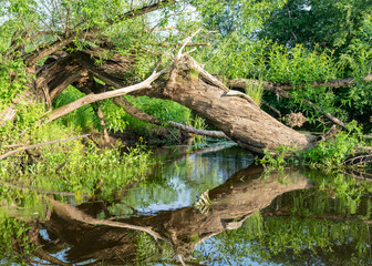 summer landscape with a small forest river, old tree trunks in the water, low river calm, summer forest river reflection landscape.