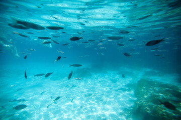Fototapeta na wymiar Different species of fish in greenish-blue water