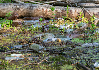 landscape with a view of the forest river reflection, old logs have fallen into the river, waste in the river water, old bottles pollute the river water and the landscape